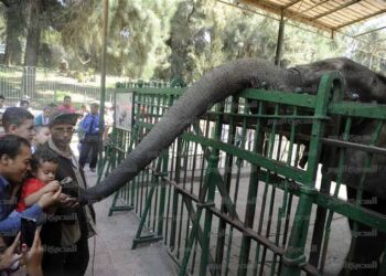 تحالف تطوير حديقتي الاورمان والحيوان بالجيزة: تهذيب وتقليم الأشجار وصندقة جزء منها لحين انتهاء أعمال التطوير