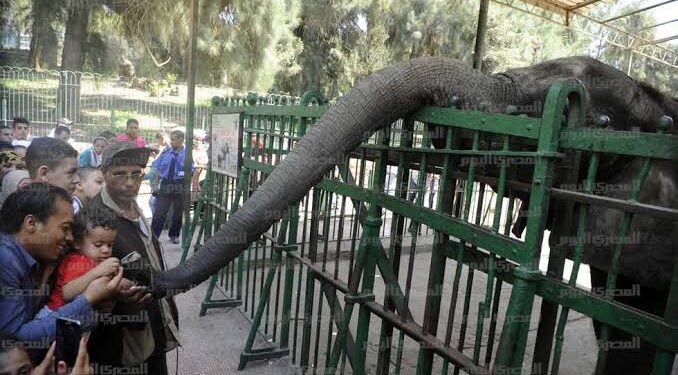 تحالف تطوير حديقتي الاورمان والحيوان بالجيزة: تهذيب وتقليم الأشجار وصندقة جزء منها لحين انتهاء أعمال التطوير