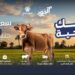 مؤسسة الجود تطلق صك الأضحية وتستهدف أكبر عدد من الأسر الأكثر استحقاقًا في محافظات الصعيد